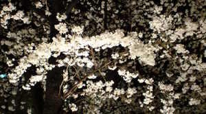 20100401gion (2).JPG