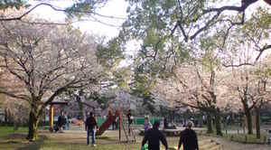 20100404gosho (13).JPG