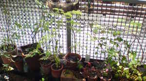 20100505garden.JPG