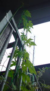 20100613goya.JPG