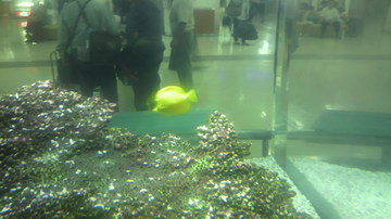 20111007fish.jpg