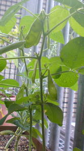edamame.JPG